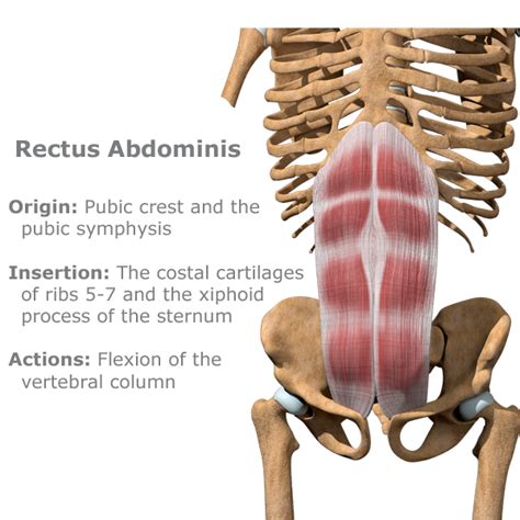 Rectus Abdominis Abdominal Pain The Wellness Digest