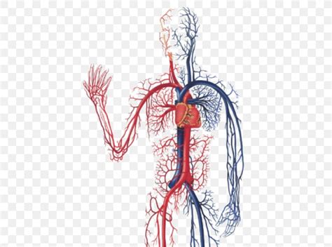 The Cardiovascular System Circulatory System Anatomy Of The Heart