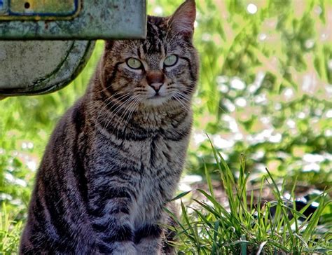 Feral Tabby Cat The Feral Life Cat Blog