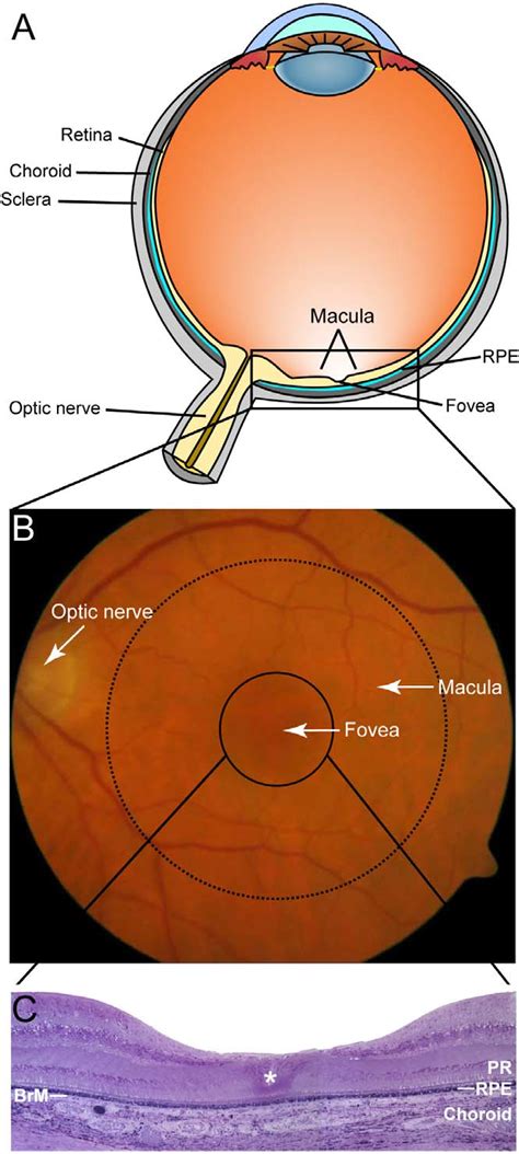 Ocular Anatomy Of A Healthy Eye Relevant To Amd A Crosssection