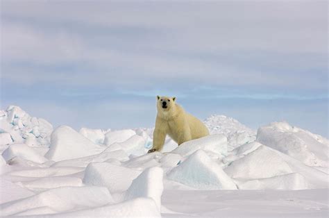 Polar Bear Walking On The Pack Ice Photograph By Steven J Kazlowski