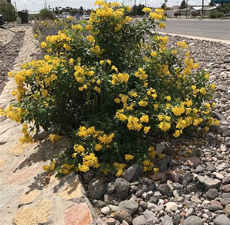 Yellow Bells Plant Beautiful Outdoor Plant