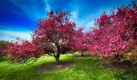 The Crabapples Are Blushing News From The Minnesota Landscape Arboretum