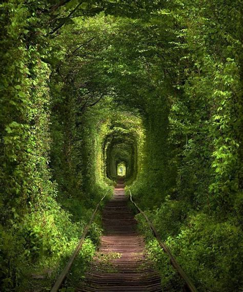 an image of a tunnel that looks like it is going through the woods