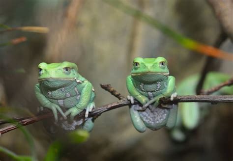 Waxy Monkey Tree Frog La Guía De Cuidado Completo Tipos De Reptiles