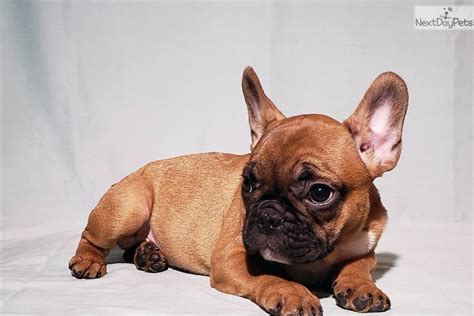 French bulldog breeder listing service. Bruno: French Bulldog puppy for sale near Ann Arbor ...