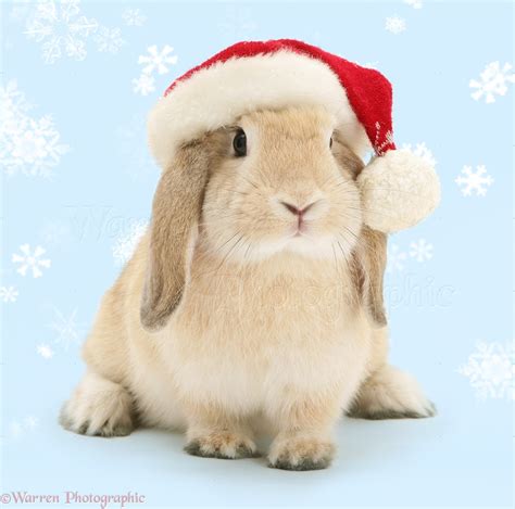Sandy Lop Rabbit Wearing A Santa Hat Photo Wp14542