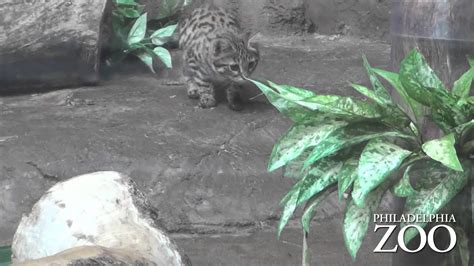 Cricket Enrichment For Black Footed Cat Kittens Youtube