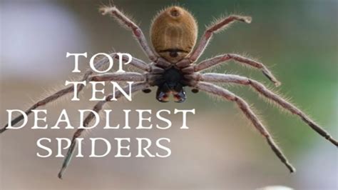 Top Ten Deadliest Spiders Youtube