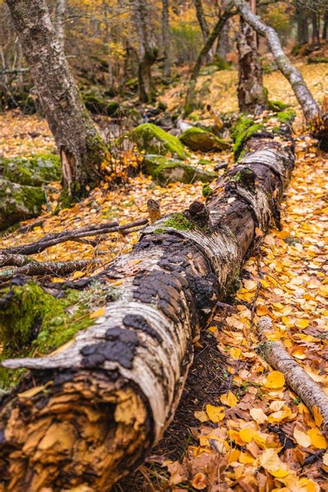Fallen Tree Covered By Leaves And Moss In A Forest In Autumn Stock