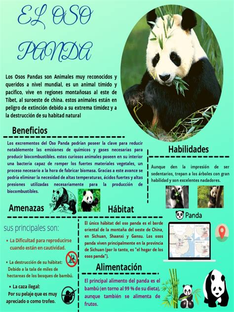 Infografía De El Oso Panda En Peligro De Extinción Pdf