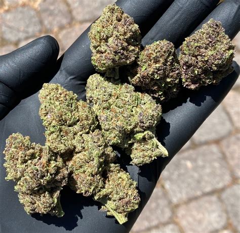 Picking out a cbd hemp flower strain is just as exciting as deciding on a pair of jeans to buy, or the another cbd flower with a strong potency is the pineberry hemp strain. Purple Tsunami Indoor Hemp Flower For Sale - Buy Hemp Flower