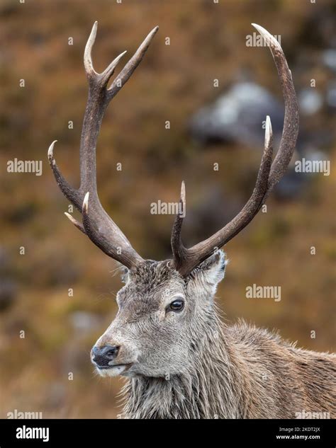 Red Deer Stag Closeup Portrait Torridon Scottish Highlands Stock