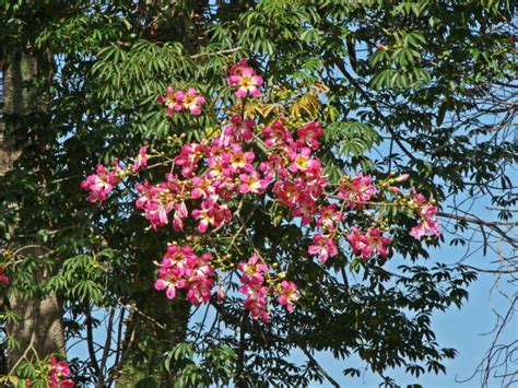 Ceiba Speciosa Silk Floss Tree World Of Succulents