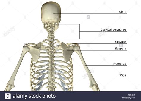 Search for the anterior muscles of the torso (trunk) are those on the front of the body, including the muscles of the chest, abdomen, and. Bone Chart Human Body - Human Anatomy