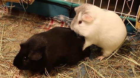 Guinea Pigs Humping Spree Continues Youtube