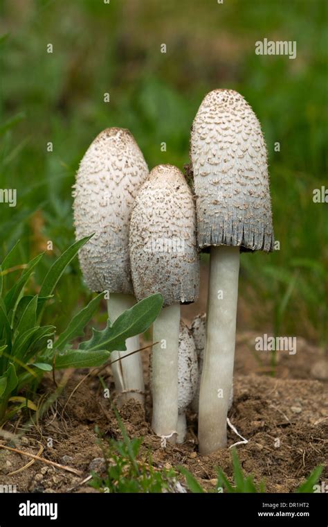 Mushroom Northwest Us Washington Fungi Edible Shaggy Mane