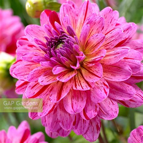 Dahlia Tropical Stock Photo By Visions Image 0175439