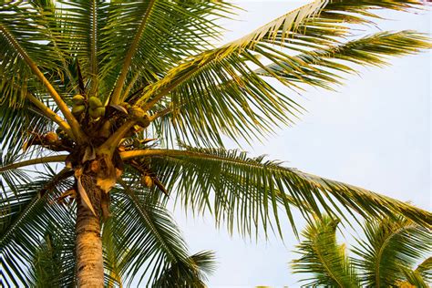 Consider The Coconut Plantation Island Resort