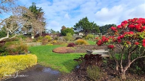 Mendocino Botanic Garden Groomed Lawn Hi Travel Tales