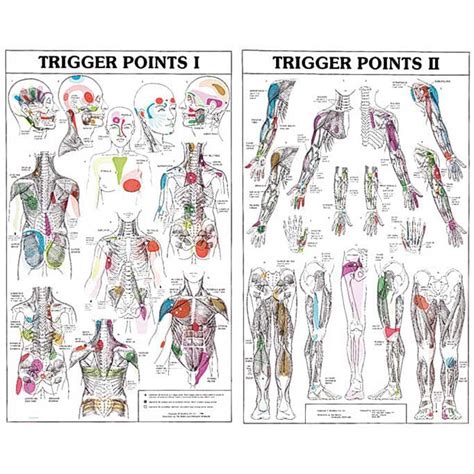 trigger points i and ii chart laminated