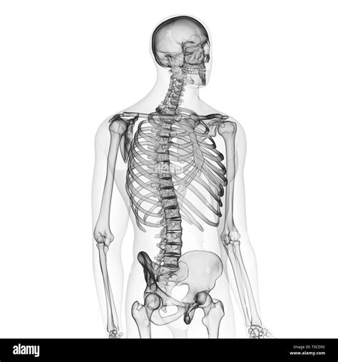 Human Skeleton Black And White Stock Photos And Images Alamy