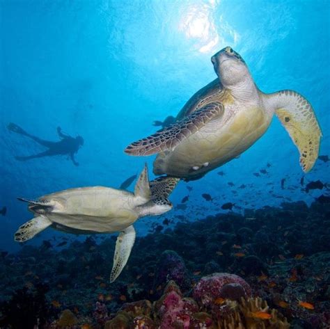 Spectacular Underwater Adventures In Hurawalhi Maldives Where Manta