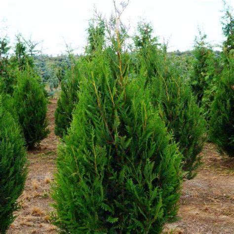 Buy Virescens Western Arborvitae Tree Online Fast Growing Evergreen