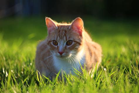 Free Images Grass Kitten Fauna Whiskers Vertebrate Young Cat