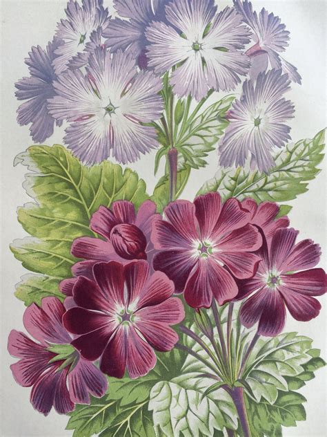 1871 beautiful original antique hand coloured botanical etsy uk flower wall decor vintage