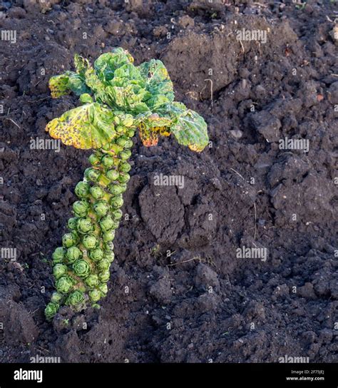 Brussels Sprout Stalks Hi Res Stock Photography And Images Alamy