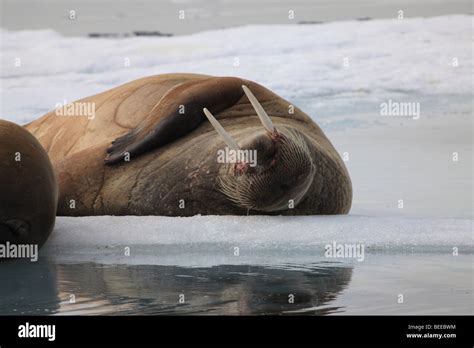 Walrus Resting On The Pack Ice In The Arctic Ocean North Of Svalbard