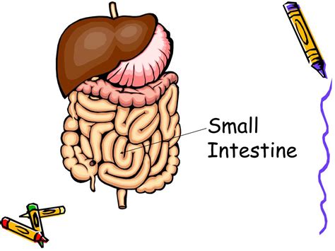 ppt the digestive system powerpoint presentation free download id 1273043