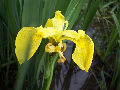 Yellow Iris Iris Pseudacorus Nen Gallery