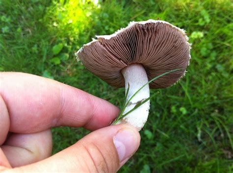 Field Mushroom Edible By Choice