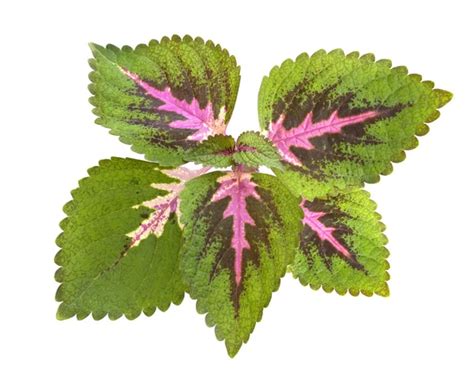 Coleus Images Royalty Free Stock Coleus Photos And Pictures Depositphotos