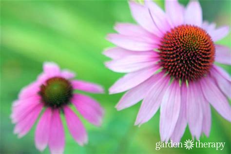Fill Your Fall Garden With Late Blooming Perennials
