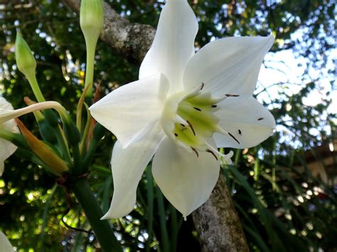 Flor Do Amazonas Para Que Serve