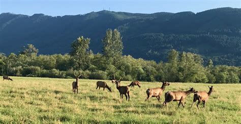 How History Lost And Saved Snoqualmie Valleys Elk Mountains To Sound
