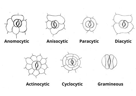 Stomata Structure Types And Functions Plantlet Anatomy Plantlet