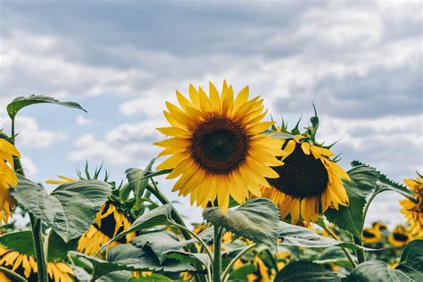 Sunflower Under White Clouds And Blue Sky During Daytime Photo Free