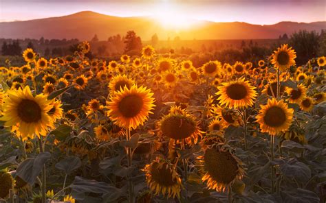 Download Wallpaper 3840x2400 Sunflowers Sunset Field Flowers Summer