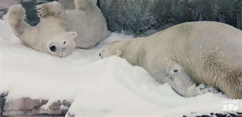 San Diego Zoo Polar Bears Are Given Snow For Christmas Cant Handle