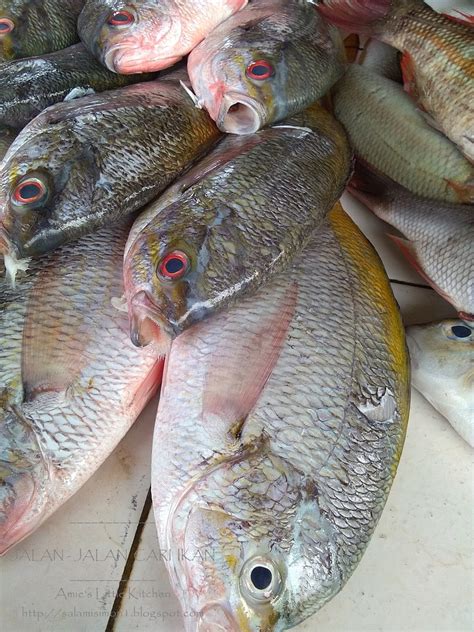 Ikan kekek mak iloi iloi retweeted. AMIE'S LITTLE KITCHEN: Kenali Pelbagai Jenis Ikan di ...