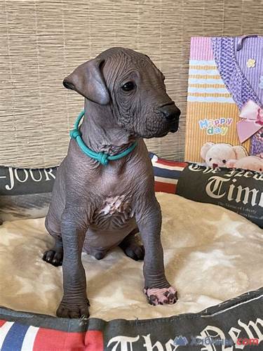 Диета мексиканская 4 ксолоитцкуинтли, мексиканская голая в Апатитах - объявления на Хибины.com ксолоитцкуинтли, мексиканская голая в Апатитах - объявления на Хибины.com Диета мексиканская 4