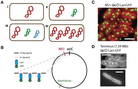 A Bacteria Contain Different Genomic Arrangements Here Each Color