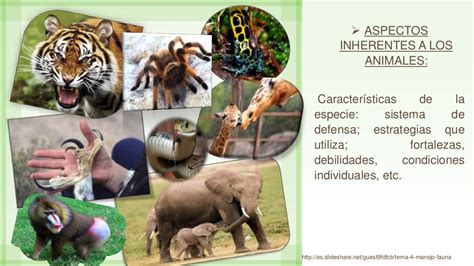 Principios Generales Y Manejo De Fauna Silvestre