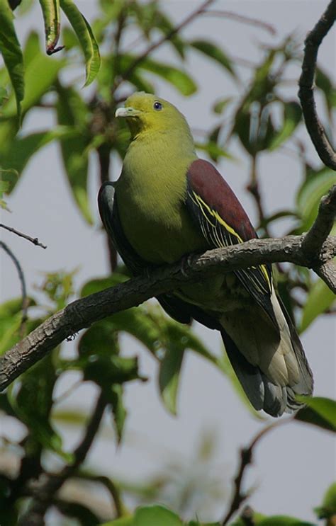 Sri Lanka Green Pigeon Birdforum Opus Birdforum