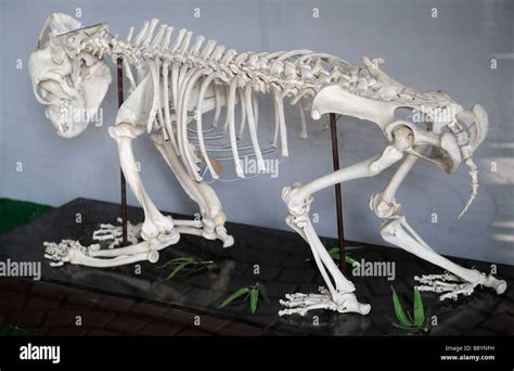 Giant Panda Skeleton Hi Res Stock Photography And Images Alamy