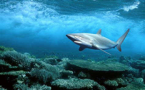 Wallpaper Hd Shark Seabed Coral